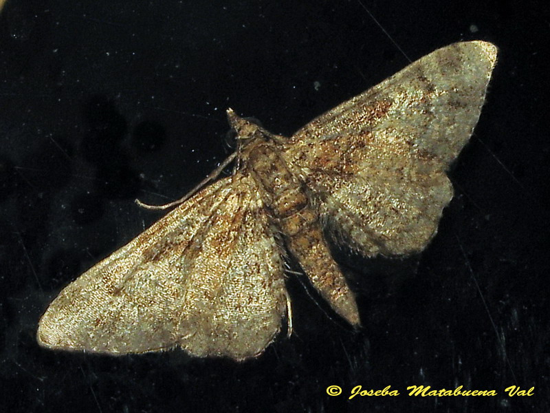 Eupithecia sp. (Geometridae) - 4